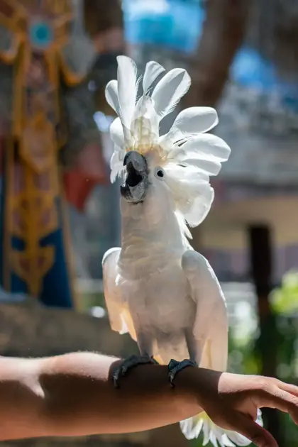 amazonia jungle experience 